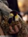 Ornithocracy_Scene_II-156